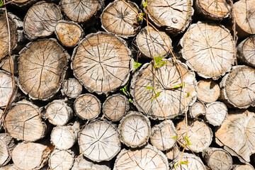 Fototapeta premium Pile of wooden logs stacked together on top of each other. Wall of stacked wood logs as background. Stack of firewood close up. Logs cuts prepared for fireplace