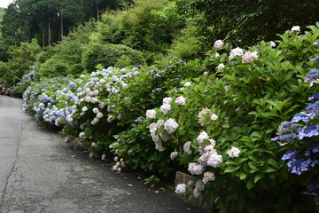 日本の岡山県備前市の美しい紫陽花