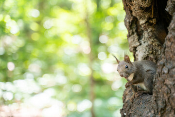 Obraz premium エゾリス 