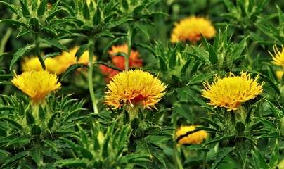 大きく咲いた紅花
