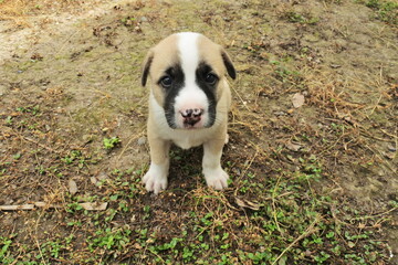 A month old puppy looking at camera
