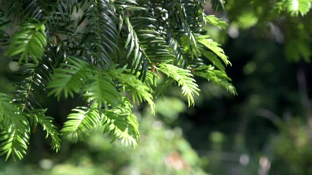 a forest full of coniferous trees