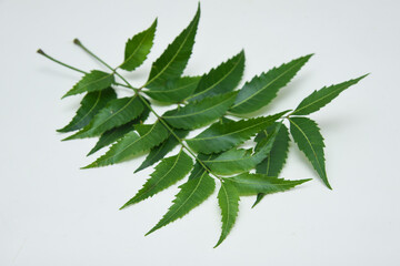 Neem leaves used as ayurvedic  medicine with ground paste over white background Kerala, India. Used...