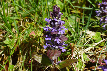 Blue bugle, Bugleherb, Bugleweed, Common bugle, Ajuga (Ajuga reptans). Family Mints (Labiatae, Lamiaceae) in a Dutch garden in spring.         