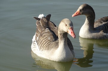 canada goose family