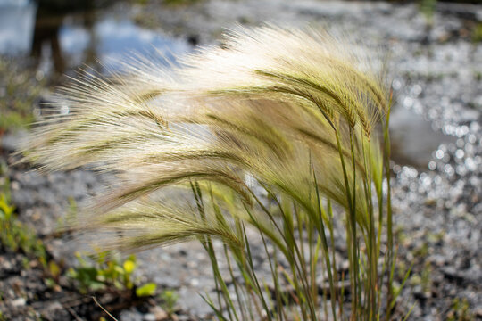 Lone Foxtails Plant