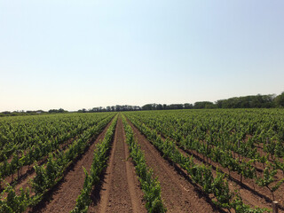 A summer vineyard shot (drone aerial view). Odessa Region