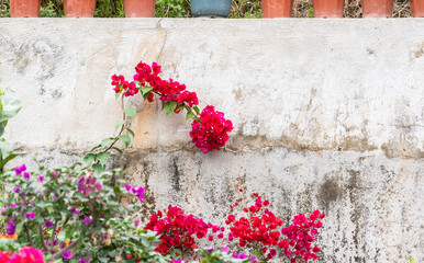 Pink bougainvillea flowers on old wall