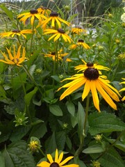 sunflower in the garden