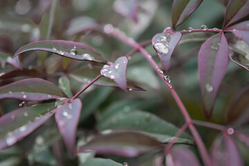 plant leaf with raindrops