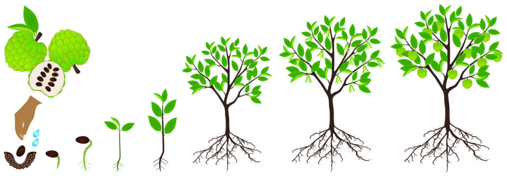 Stages Of Tree Growth Images – Browse 7,232 Stock Photos, Vectors, And 