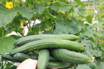 キュウリの収穫