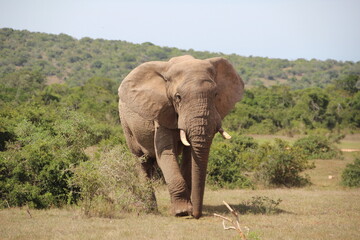 Fototapeta na wymiar Elephant, Addo Elephant Park, Port Elizabeth, South Africa.