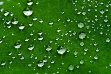 closeup of water drops on green leaf / select focus noise and blur abstract background