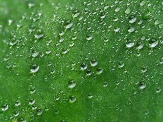closeup of water drops on green leaf / select focus abstract and blur background
