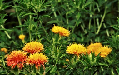 赤くなりかけの紅花　