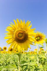 Sunflower farm in the daytime on the bright blue sky background.