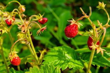 Wild strawberries close-up in the forest
