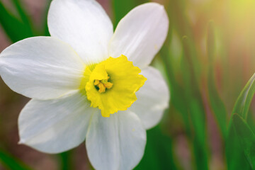 Macro view of beautiful vivid white narcissus flowers with yellow core with pollen on bright sunlight. Blooming first spring flower