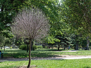 An Amazing Spherical Tree Formed by A Professional Trim, Unfortunately, Dried Up