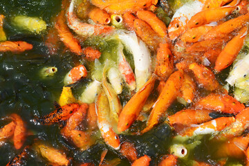 koi fishes in the pond