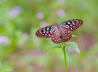 The insect wildlife closeup of a light blue detail wings butterfly