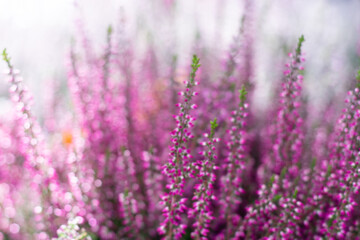 Horizontal pastel toned picture of blurred erica flowers in bright sunlight with sparkles of bokeh effect. Blossoming tiny heather flowers