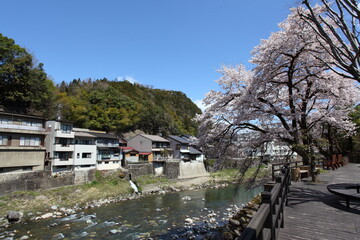 河畔の桜