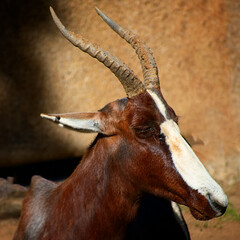 Fototapeta premium close up of a Thomson's gazelle.