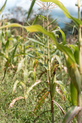 A selective focus picture of corn cob in organic corn field.