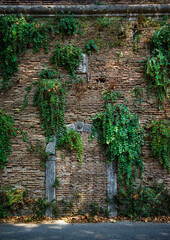 Photo of a walled-up door surrounded by hanging green branches on old bricks wall, Rome, Italy