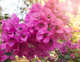 Beautiful purple bougainvillaea flowers bloom all over the branches in the garden.