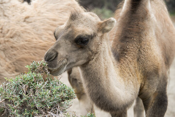 Close up camels eating shrubs and thorny plants in desert.