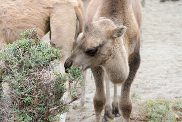 Fototapeta premium Close up camels eating shrubs and thorny plants in desert.