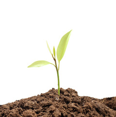 young plant in soil isolated