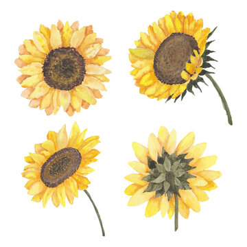 Blooming sunflower collection of watercolor illustration