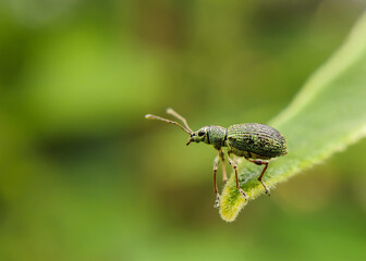 green bug on a leaf