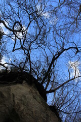 崖の上の葉の落ちた木々と青空