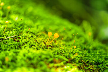 Forest lovers