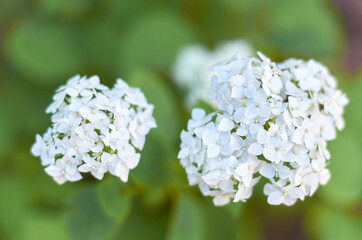 white small hydrangea flowers on a Bush in the garden in summer selective focus
