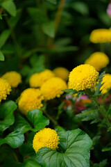 yellow flowers