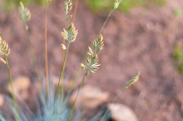 yellow-green spikelets selective focus on a blurred background in the garden in summer