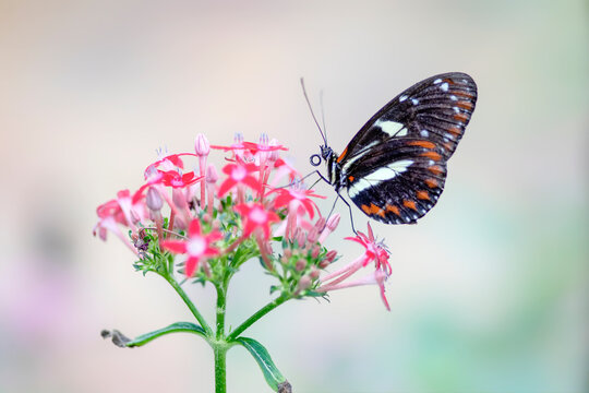 Beautiful Postman butterfly (Heliconius melpomene) on a flower. Tropical butterfly.
