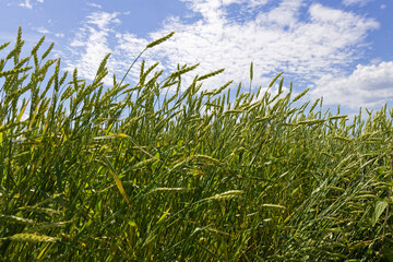Fototapeta premium Green ears of rye against the blue sky with clouds. Nature background.