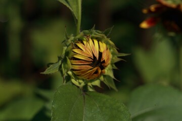 Beauties of a sunflower 