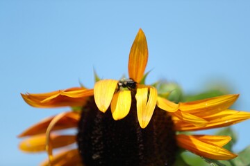 Beauties of a sunflower 