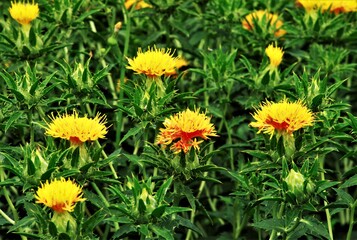 赤くなってきた紅花　