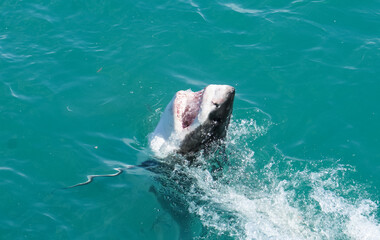 Great white shark brach