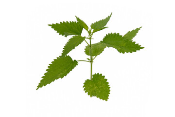 nettle branch with green leaves on a white background