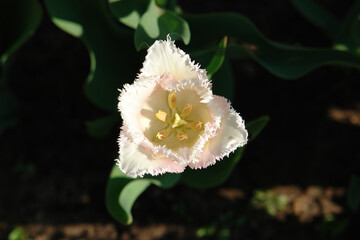 A close up of pinkish fringed tulip of the 'Galerie' variety, growing in the garden, top view,...